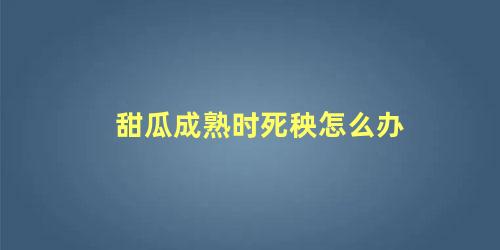 甜瓜成熟期死秧(甜瓜死秧子什么原因)